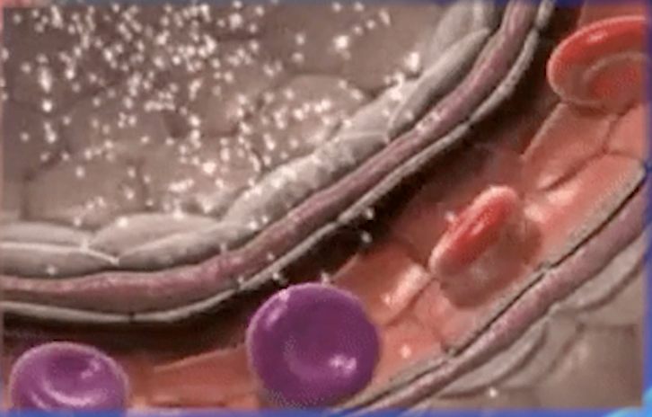 Oxygen exchange in the lungs